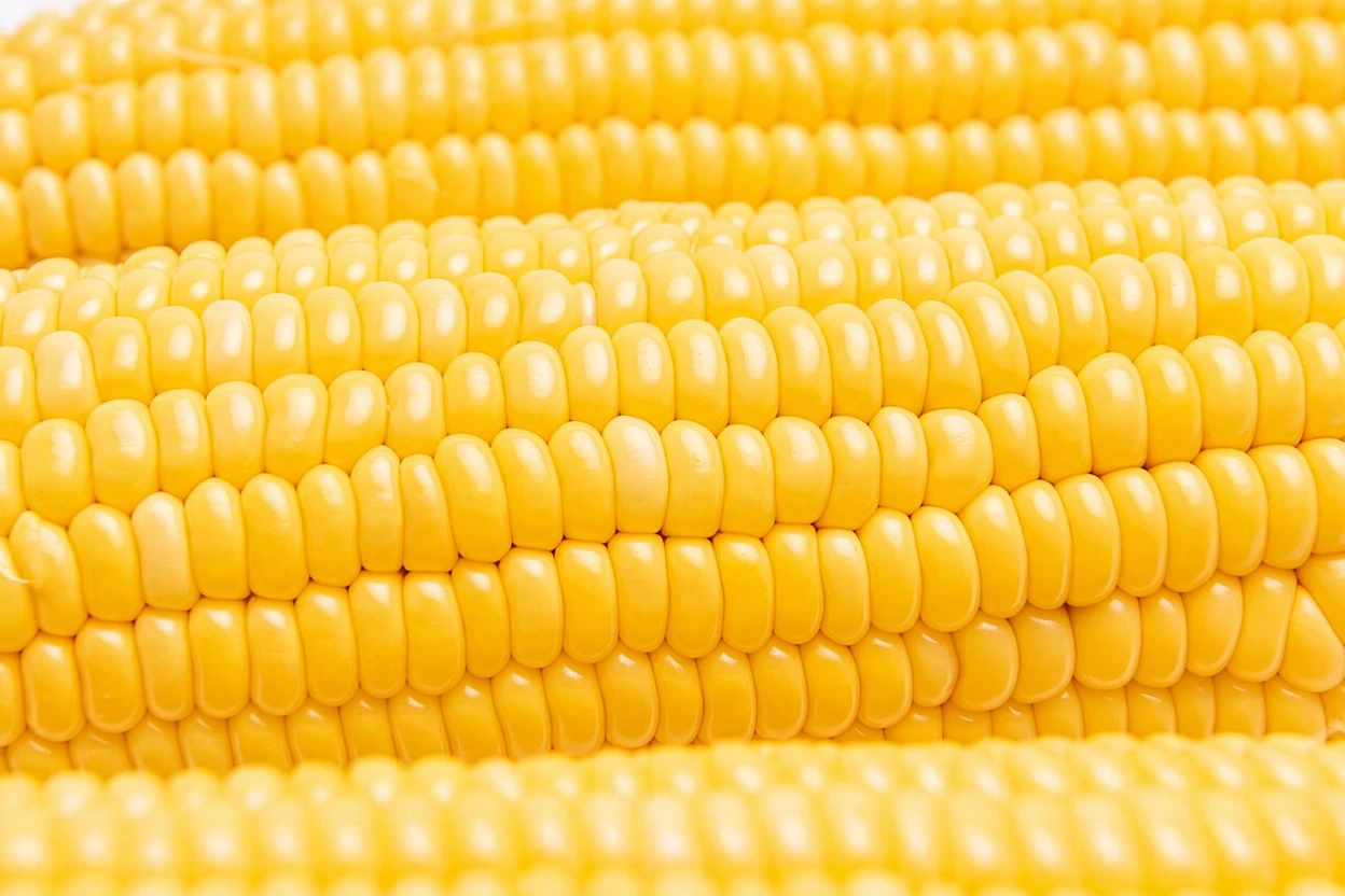 Modified Starch manufacturer and supplier